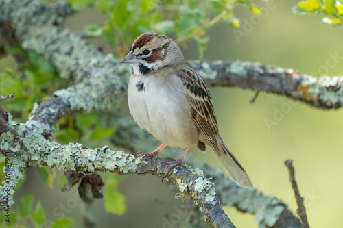 Lark sparrow (Chondestes grammacus) perched in an oak, showing distinctive chestnut cheeks and crown, plumage colors for birdwatching identification. Taken in Northern California grassland park