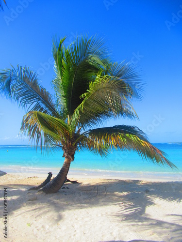 Un palmier sur la plage de sable blanc, devant la paradisiaque mer turquoise
