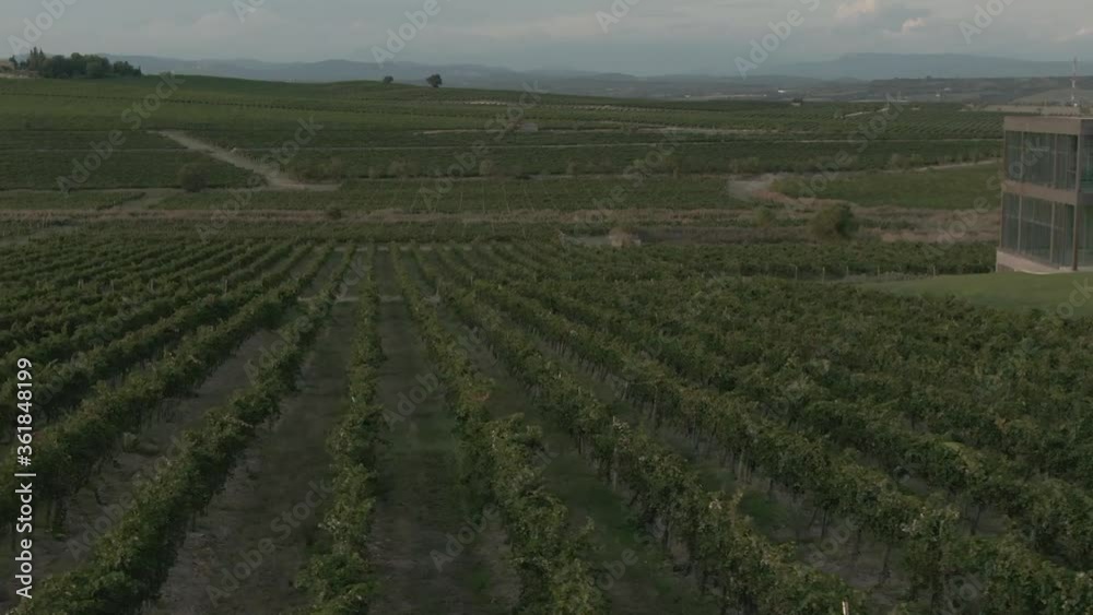 Aerial sideways view of a vineyard Aerial sideways view of a vineyard