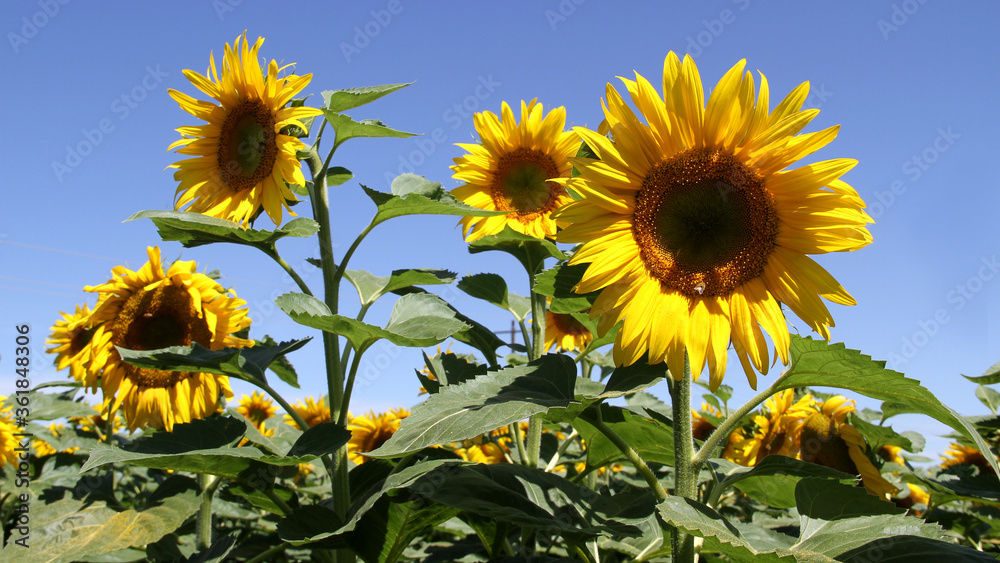 Sun flower Field in the North West Province, 