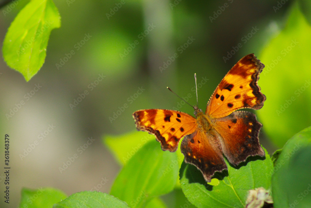 The Question Mark Butterfly, Polygonia interrogationis
