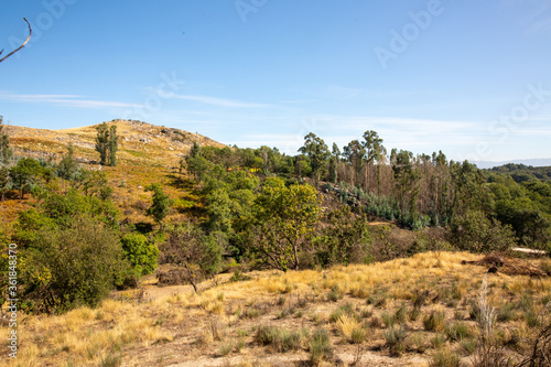 Drought field with trees and hill