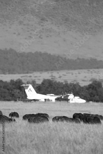 MASAI MARA, KEYNA-SEPTEMBER 09: Small Air Kenya aircraft in one of the Masai Mara Airstrip with Cape buffaloes in the foreground, September 09, 2018. photo