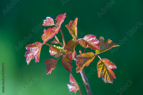 Poison oak in spring, shiny red and green leaves of young plant close up detail, Northern California hazardous plants rhus toxicodendron identification, urushiol oil irritant