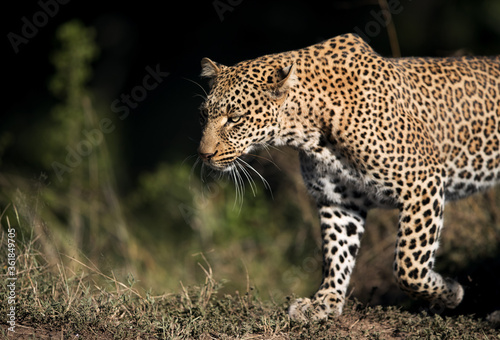 Closeup of Leopard Koboso at Masai Mara, Kenya