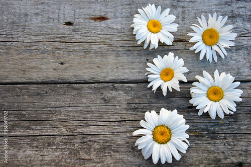 daisies on a wooden background and place for text. old wood background. © Dmytro
