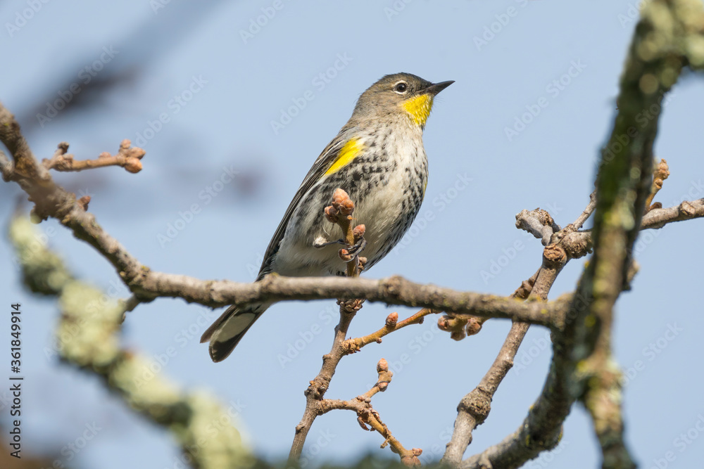Fototapeta premium Yellow Rumped Warbler perched on a branch in Rockville Hills Park, Fairfield CA, setophaga coronata Northern California fauna birding identification
