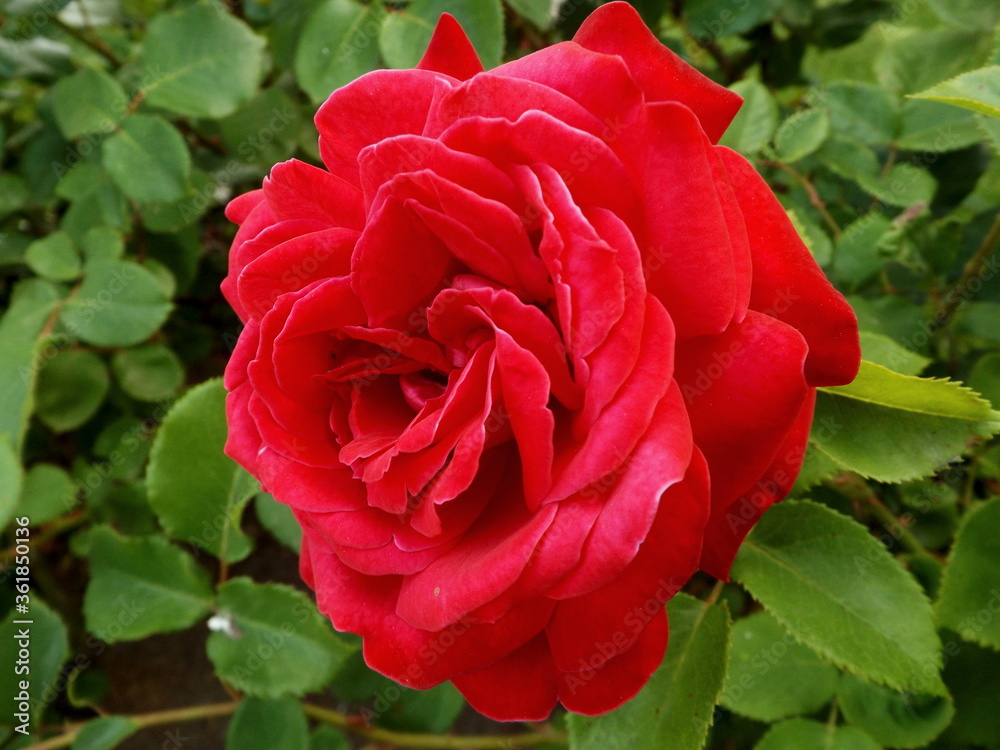 red rose in garden red rose in garden