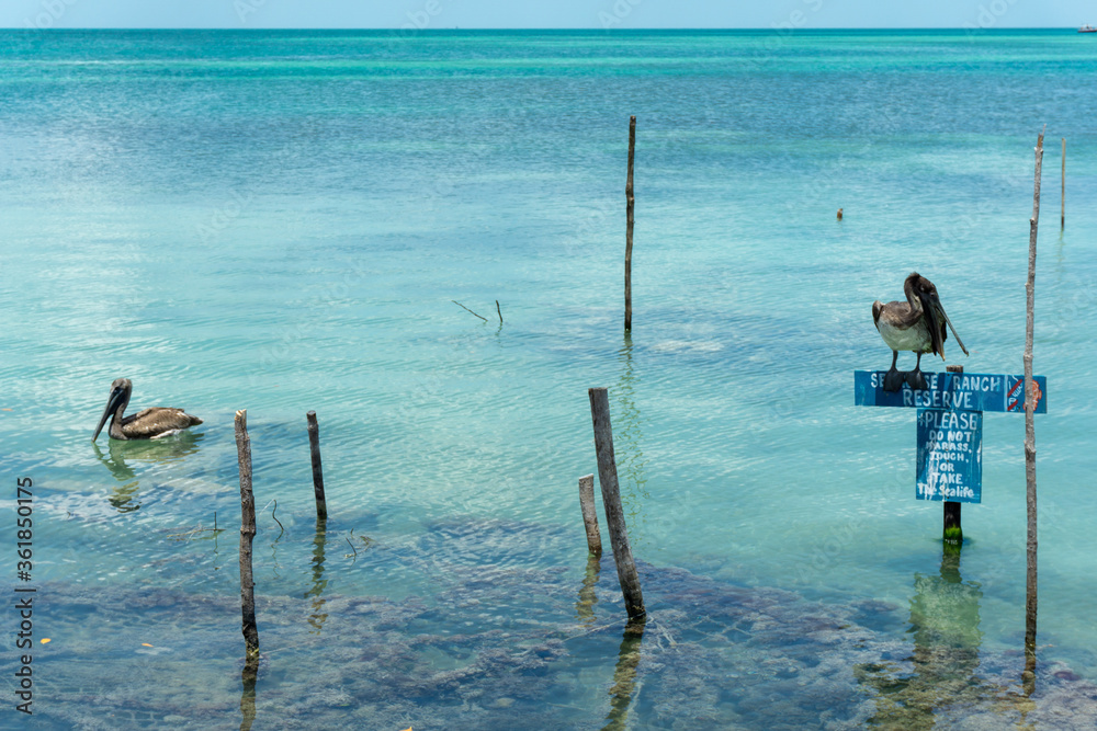 Water birds in clear blue ocean on an island in Belize