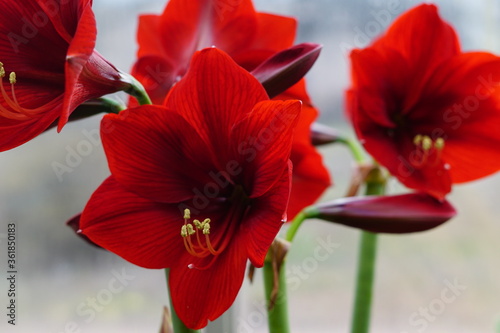Hippeastrum red velvet. Royal Velvet.