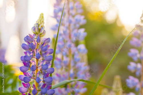 Lupine flowers at sunny day, natural photo