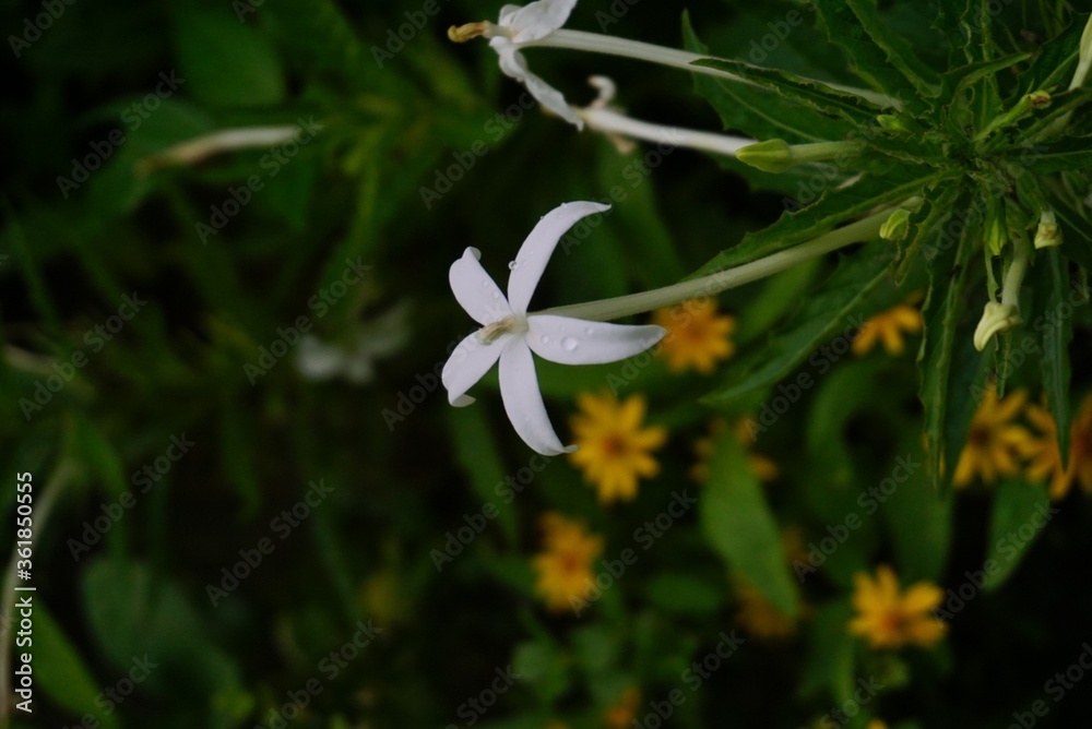 white flower in the garden with black background white flower in the garden with black background