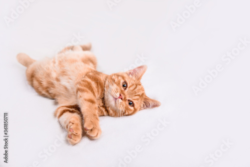 A small red-haired kitten lies on a white bedspread.