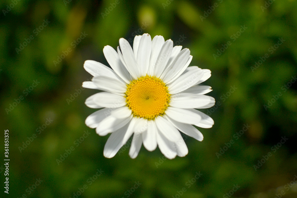 Blooming chamomile with white petals close-up, top view Blooming chamomile with white petals close-up, top view