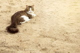 furry cat looking sideways on the sand yellow background outdoor with empty space