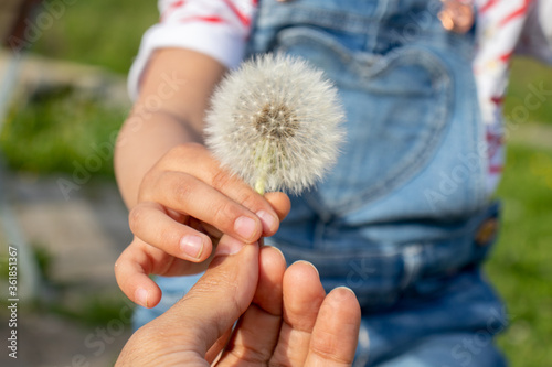 A wild dandelion flower in the hands of a child and her mother, to express innocence and love photo