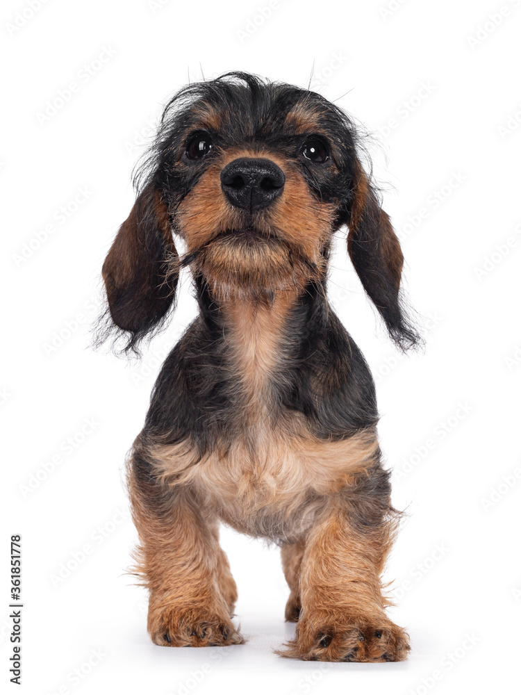 Cute boar mini Wirehair Kanninchen Dachshund pup, walking towards camera and looking straight forward.  Isolated on white background.