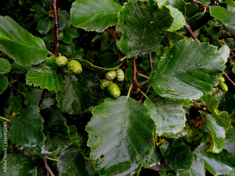 Alder branch with leaves and green cones. The branches of the common