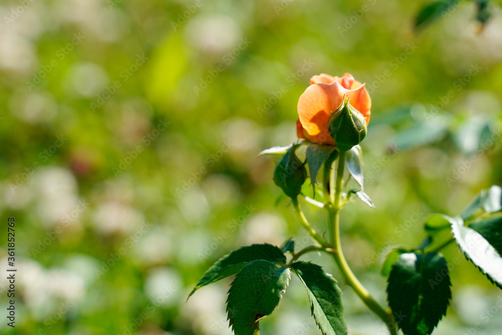 Orange rose buds with a bokeh background.