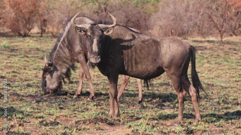 Muddy Wildebeest sentry standing guard as the herd grazes Muddy Wildebeest sentry standing guard as the herd grazes