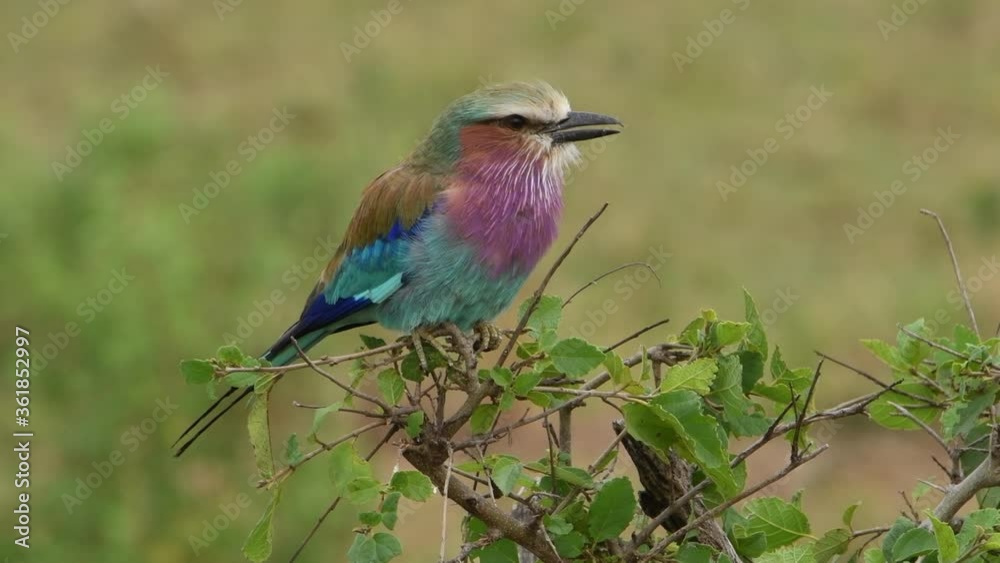 Colorful lilac-breasted roller perched upon a green shrub near Kruger National Park in South Africa. Colorful lilac-breasted roller perched upon a green shrub near Kruger National Park in South Africa.