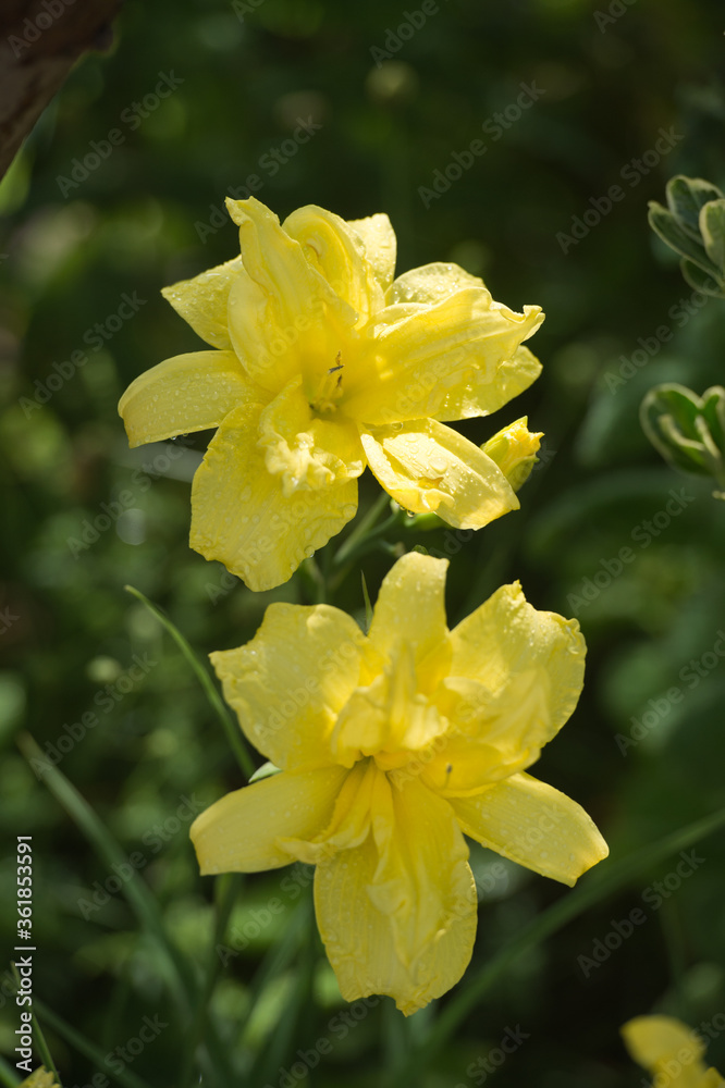 Daylilies spider in mixborders on the flowerbed in the garden. Gardening. Daylilies spider in mixborders on the flowerbed in the garden. Gardening.