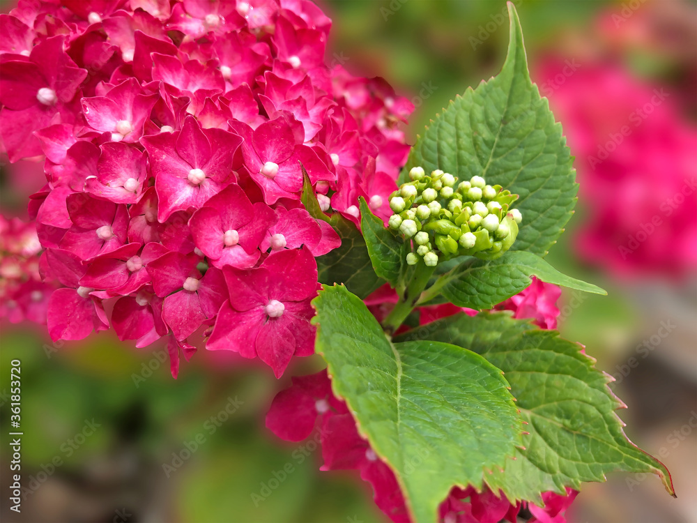 pink and white big leaf hydrangea flowers pink and white big leaf hydrangea flowers