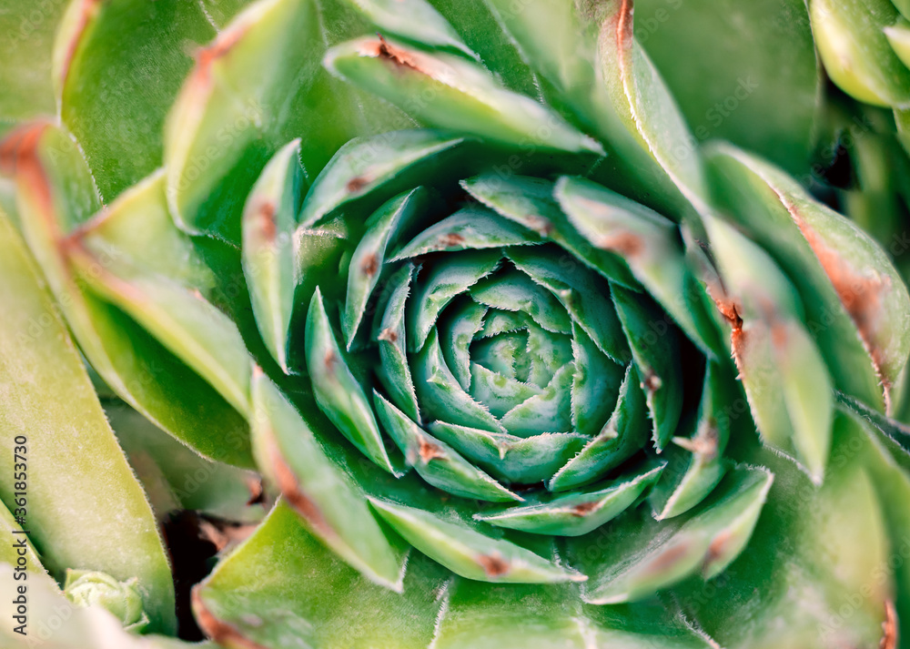 A beautiful plant Sempervivum tectorum close-up, macro. A beautiful plant Sempervivum tectorum close-up, macro.