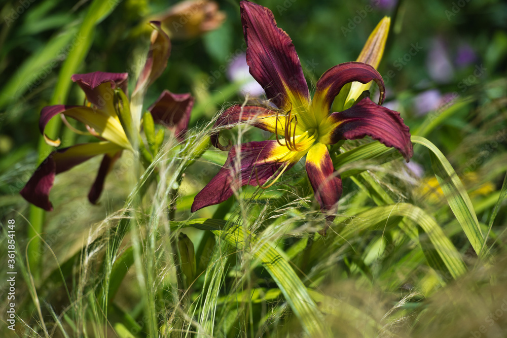 Daylilies spider in mixborders on the flowerbed in the garden. Gardening. Daylilies spider in mixborders on the flowerbed in the garden. Gardening.