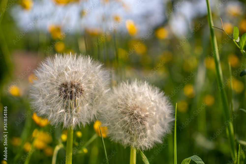 Two wild dandelions blossom beside each other in the spring. Two wild dandelions blossom beside each other in the spring.