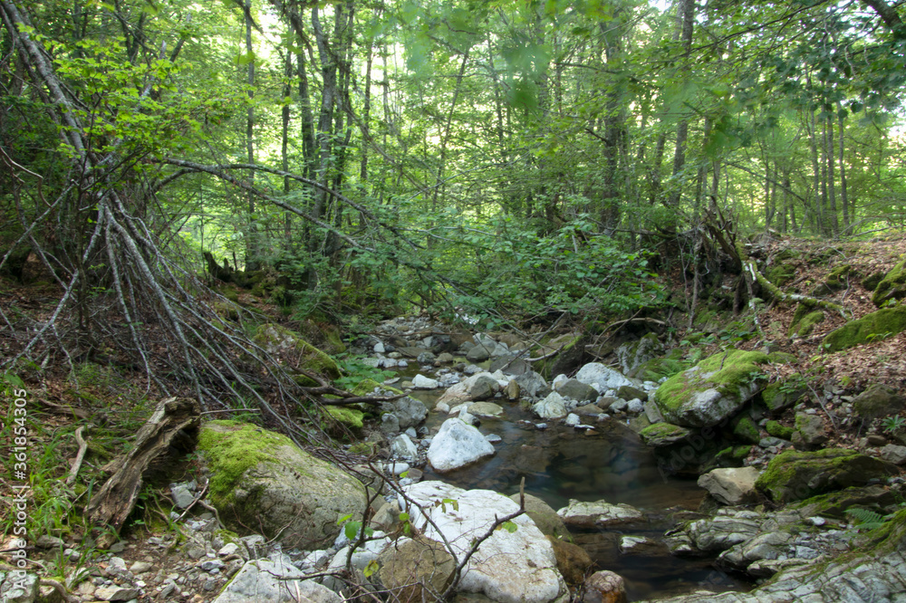 Fototapeta premium Hayedo