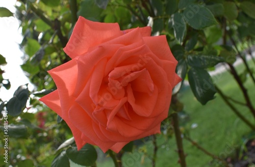 Wallpaper Mural red rose in the garden Torontodigital.ca
