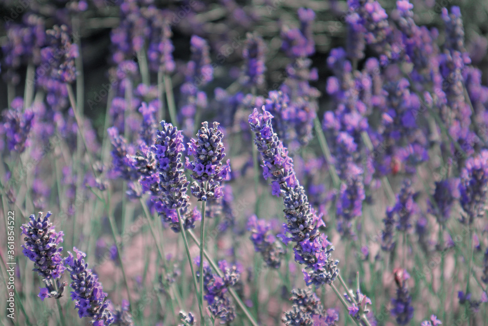 Obraz premium lavender blooming summer field, France Provence, background 