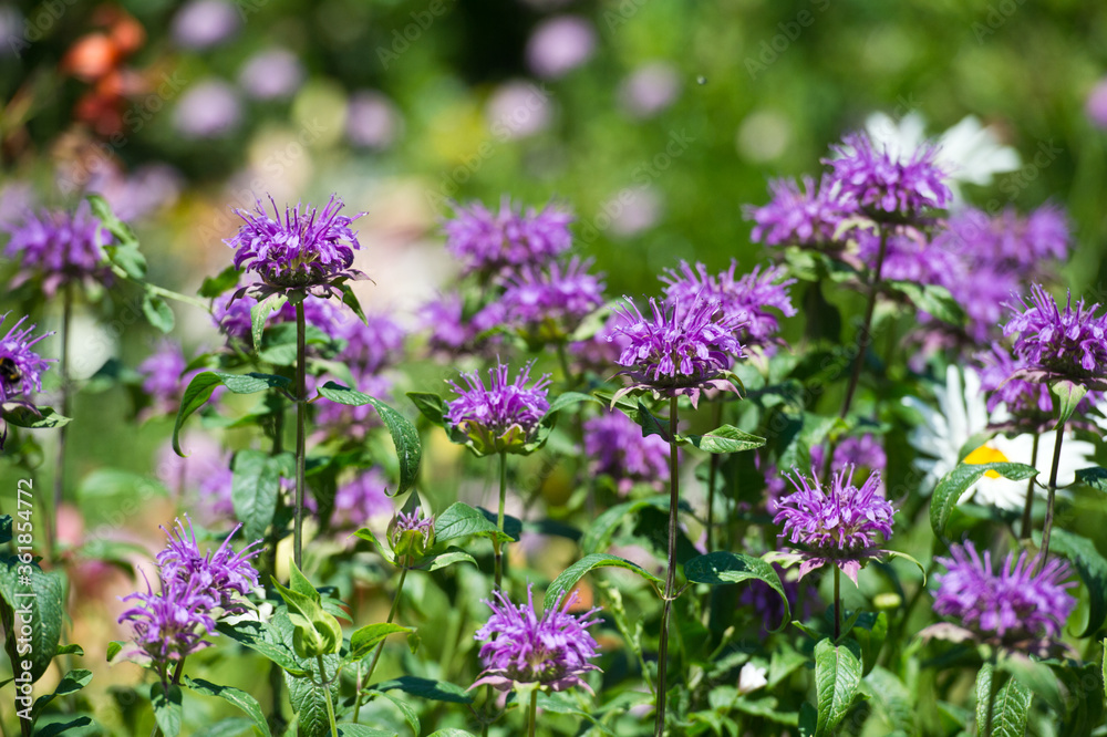 Monarda in mixborders on the flowerbed in the garden. Monarda in mixborders on the flowerbed in the garden.