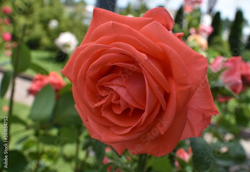 Wallpaper Mural red rose in garden Torontodigital.ca