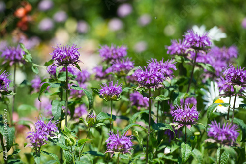 Monarda in mixborders on the flowerbed in the garden.