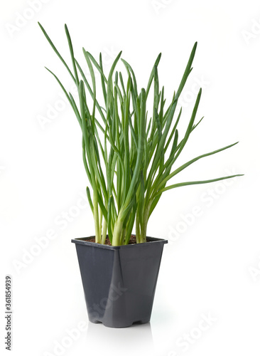 green onion in flower pot