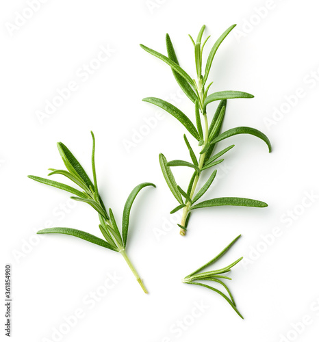 fresh green rosemary