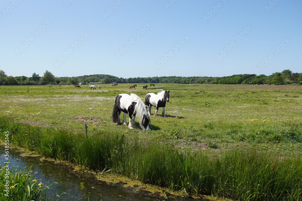 Pasture landscape. Gypsy Vanners horses grazing in the meadow in May in the Netherlands. Near the village Bergen and the dunes.