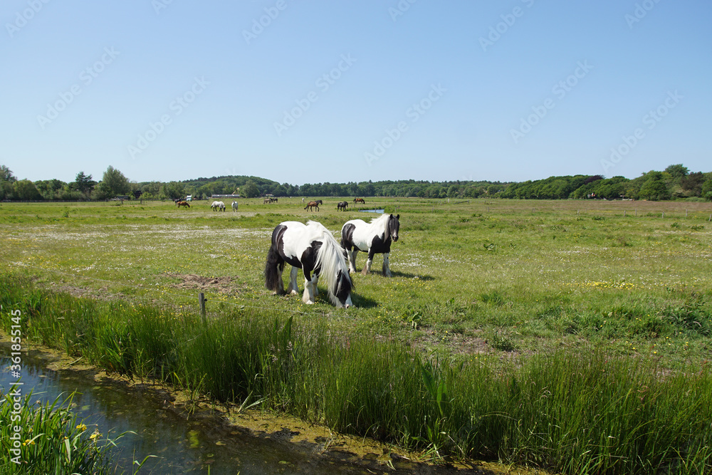 Pasture landscape. Gypsy Vanners horses grazing in the meadow in May in the Netherlands. Near the village Bergen and the dunes. Pasture landscape. Gypsy Vanners horses grazing in the meadow in May in the Netherlands. Near the village Bergen and the dunes.