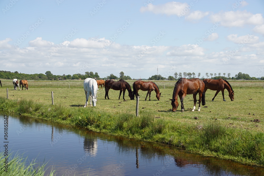 Pasture landscape. Horses grazing in the meadow in May in the Netherlands. Near the village Bergen in North Holland and the dunes. Pasture landscape. Horses grazing in the meadow in May in the Netherlands. Near the village Bergen in North Holland and the dunes.