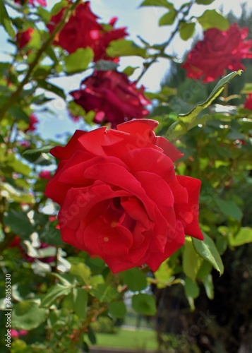 Wallpaper Mural red rose in garden Torontodigital.ca