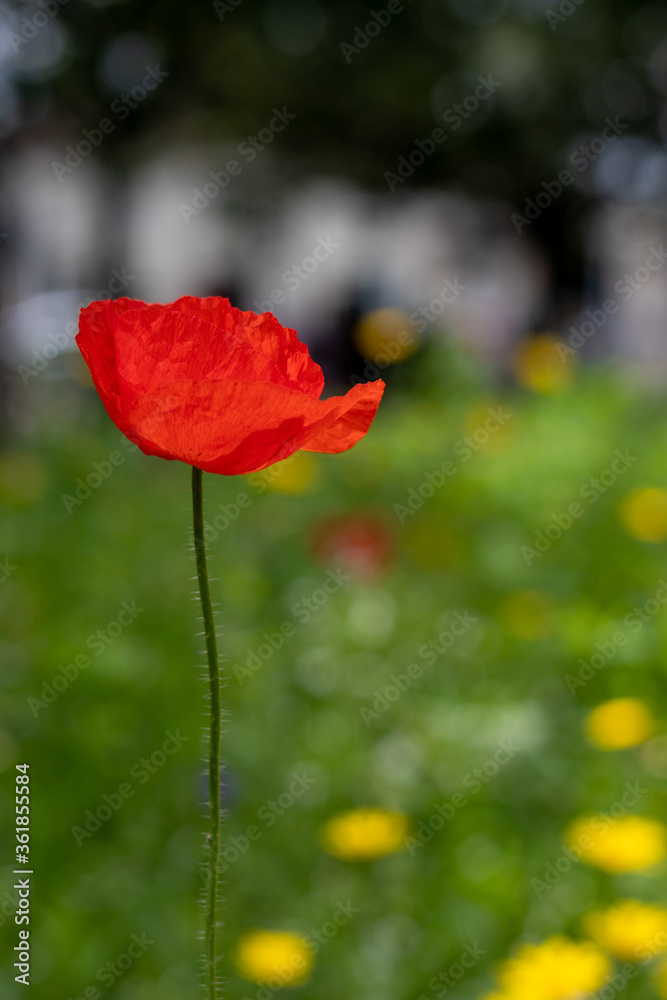 Obraz premium Red poppy