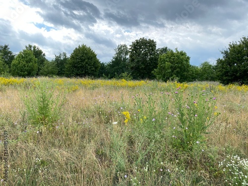 field of dandelions photo