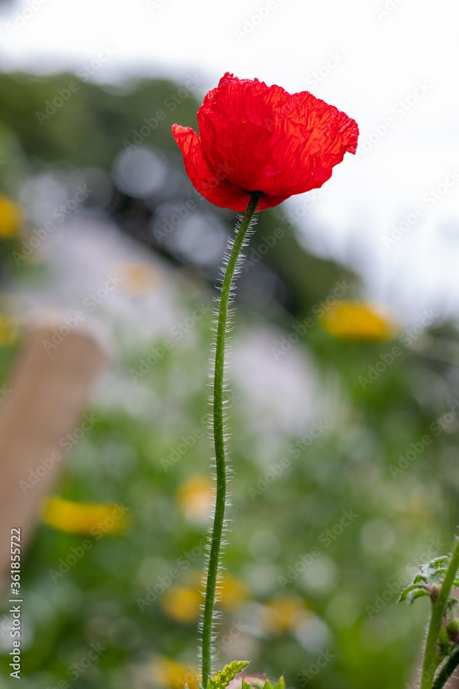Obraz premium Red poppy