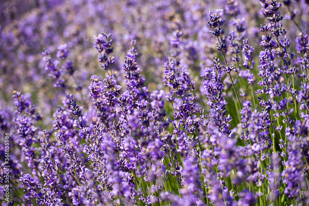 Naklejka premium Lavender Field in the summer. Aromatherapy. Nature Cosmetics. Gardening.
