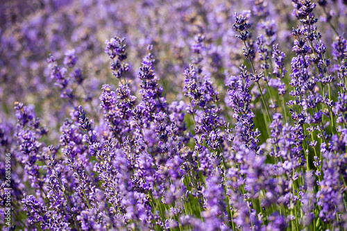 Lavender Field in the summer. Aromatherapy. Nature Cosmetics. Gardening.