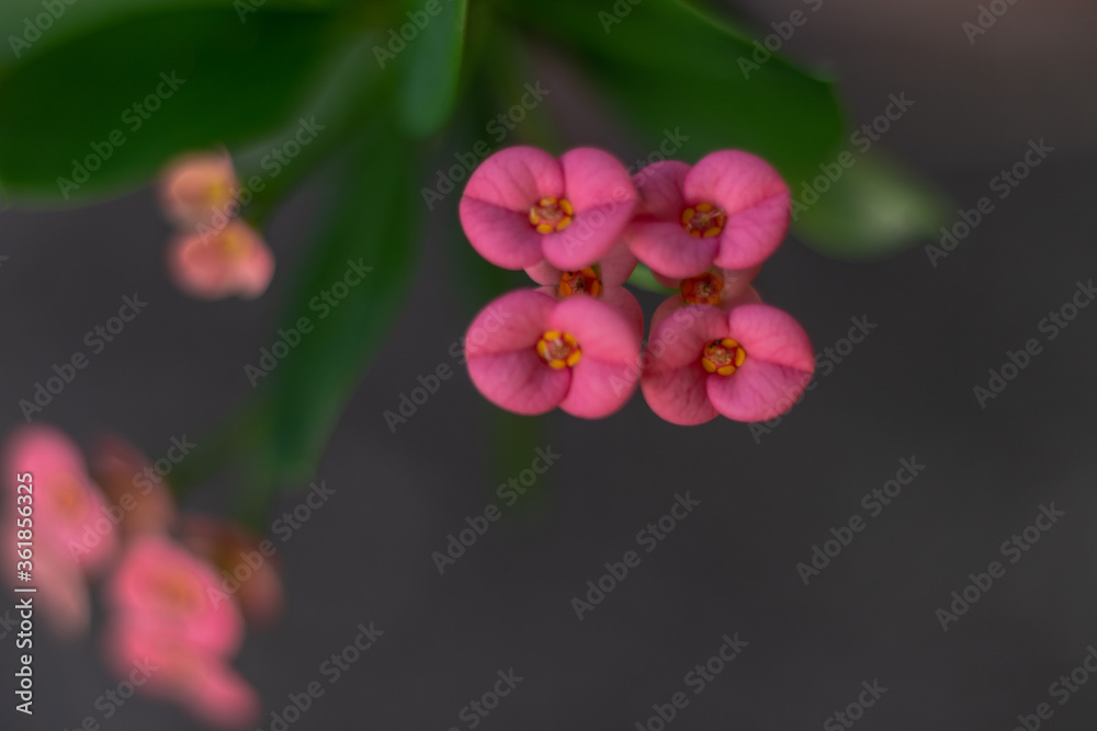 Fototapeta premium close up of pink flower