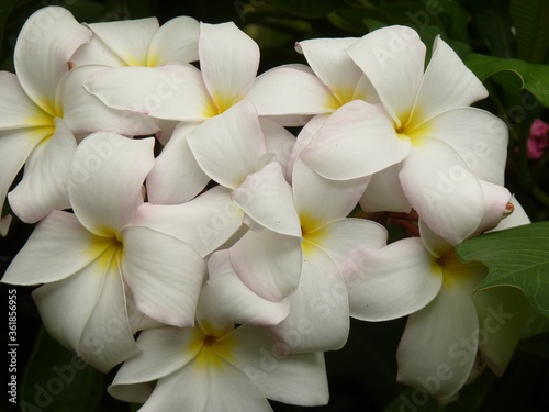 Closeup shot of Mexican Frangipan flower photo