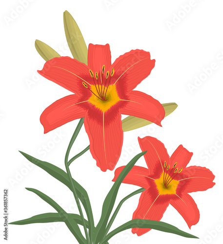 Lilies with buds and green leaves on a white background. Summer orange flowers. Vector illustration